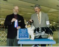 Click here to see AKC Professional Handler site of CJ Favre at Canine Specialist.