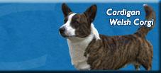 AKC link for the breed standard of the Cardigan Welsh Corgi....