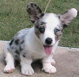 Possible blue merle litter for this summer of 2009. Walnut Creek Cardigan Welsh Corgi puppies...