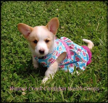 Walnut Creek Cardigan Welsh Corgis Puppies, Maryville, TN 37804