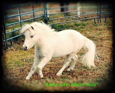 Aloha Acres Mister Neon, Son of the World Champion "Buckeye WCF Neon Rainbow"  x Aloha Acres Labella Ladybug