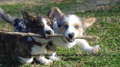  Walnut Creek AKC Cardigan Welsh Corgis 1's w/the Tail,  Tennesse 37804, USA...