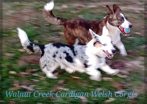 fluffy cardigan corgi