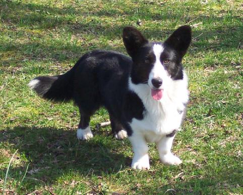 Lovely black white brindle pointed female, that had earned a 3 point Major win... Sadly she is missed forever more.