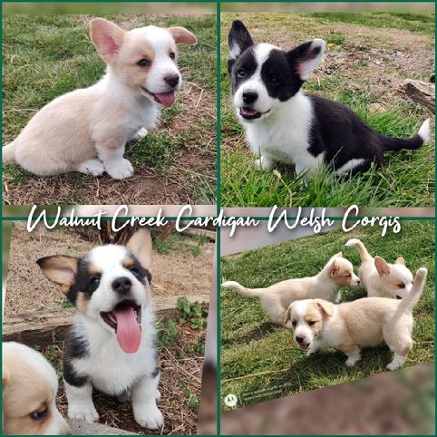 Walnut Creek Farm Maryville Tennessee Cardigan Welsh Corgis AKC registered