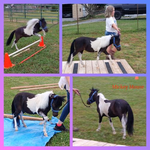  Tennessee AMHA /AMHR Miniature horses for sale Maryville Tennessee Knoxville Laura Ann Adams