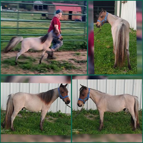 Miniature horses at Walnut Creek Farm Maryville Tennessee,  Cardigan Welsh Corgis AKC registered puppies