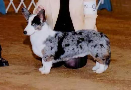 Coedwig cardigan welsh corgis cheap