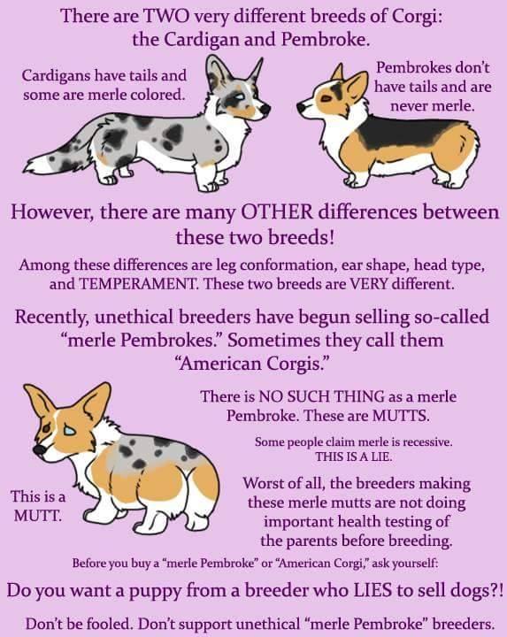 Walnut Creek Cardigan Welsh Corgi's, Tennessee happy tail waggers... AKC registered, health tested DM, Walnut Creek Corgis, Walnut Creek Corgi, Walnut Creek Corgi puppies, Walnut Creek Corgis Georgia, Walnut Creek Texas, Walnut Creek Corgis' Says NO to cross Breeding.... 